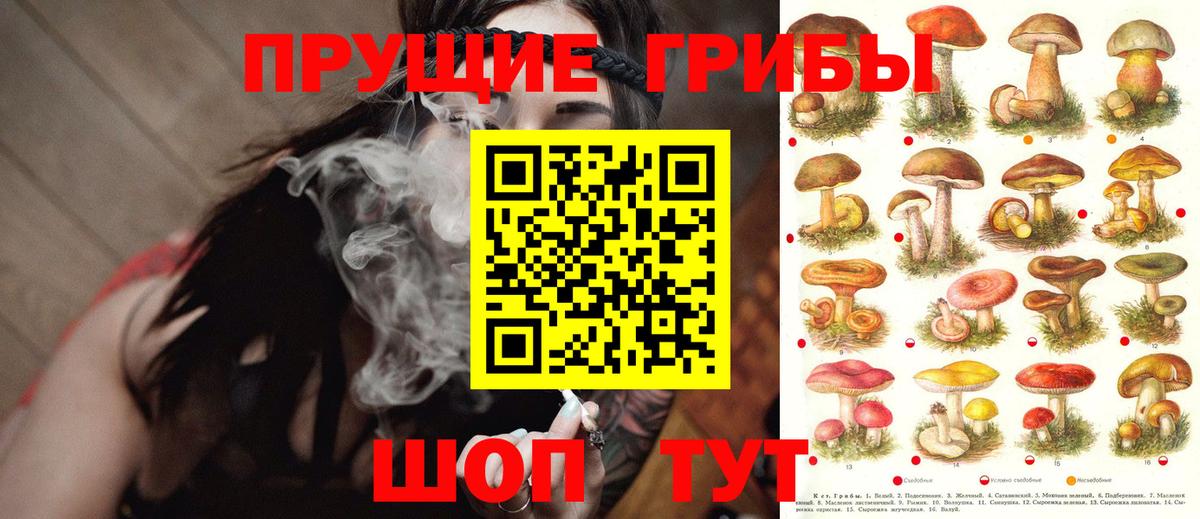 Псилоцибиновые грибы Psilocybe Лянтор